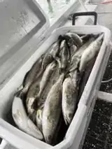Photo attached to Brad’s review: speckled trout in the ice chest